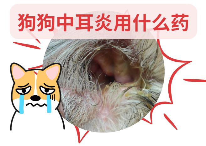 狗狗中耳炎用什么药效果比较好？