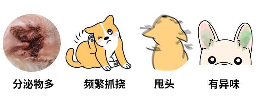 狗狗耳螨的症状