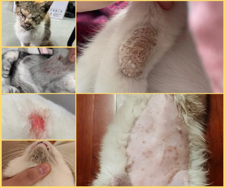 养猫一定要认识猫咪皮肤病！教你如何判断&处理
