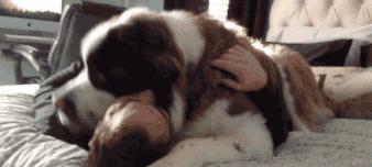 如何减轻狗狗对烟花爆竹的恐惧（铲屎官的五种方法帮助狗狗应对烟花爆竹恐惧）