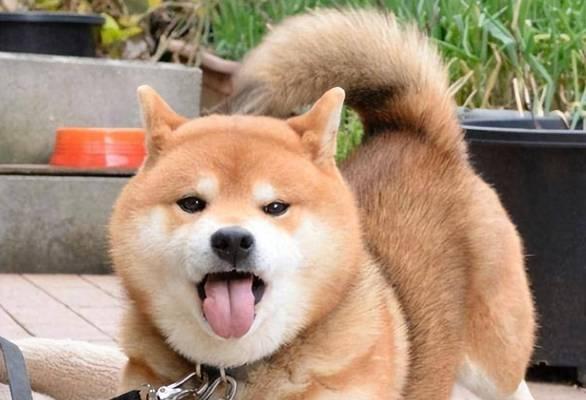 狗为什么在炎热天气中伸舌头？（探究狗伸舌头的原因与作用）