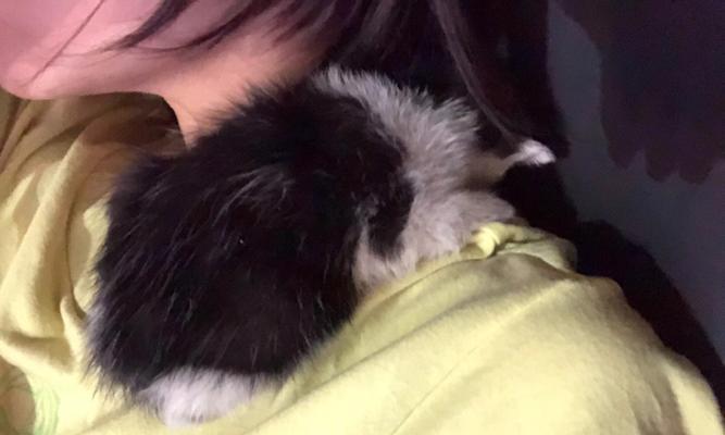 深入探索狗胎的奥秘（揭示狗胎的形成过程和功能特点）