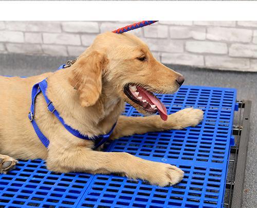 宠物狗脚上的治疗良药（关爱宠物，缓解狗脚伤痛）