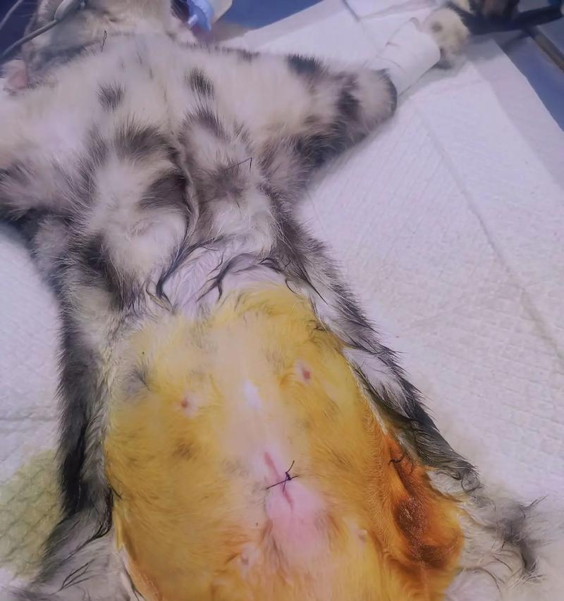 母猫绝育手术陪护时间有多长？（了解母猫绝育手术的陪护需求及时间安排）