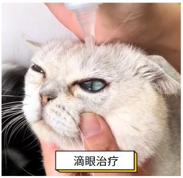 揭秘:猫疱疹病毒的最佳治疗方案,宠物主人必看!