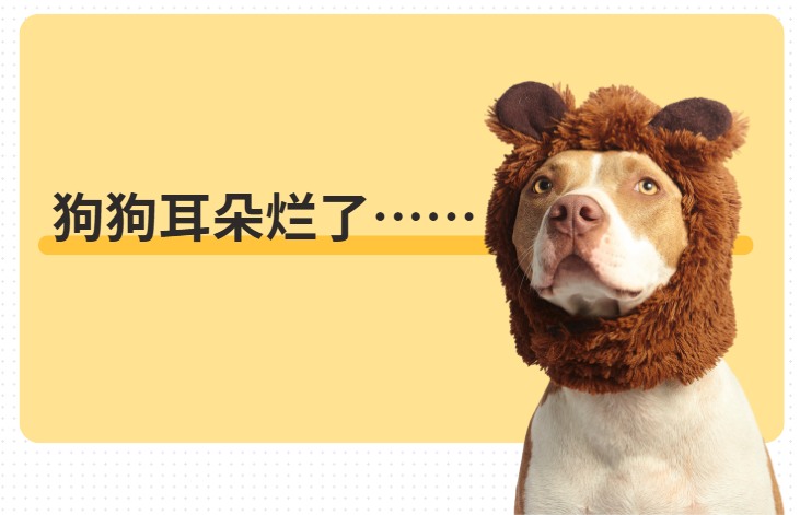 狗狗耳朵烂了用什么药？别担心，这里有解决之道