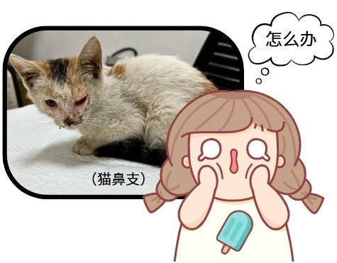 治疗猫鼻支用什么眼药水效果好?