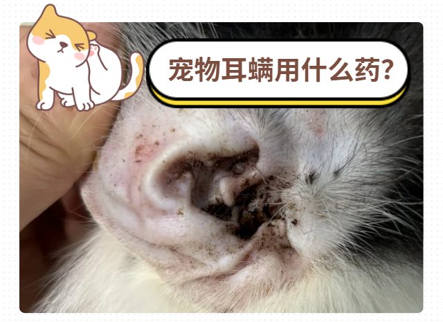 宠物耳螨用什么药最好？