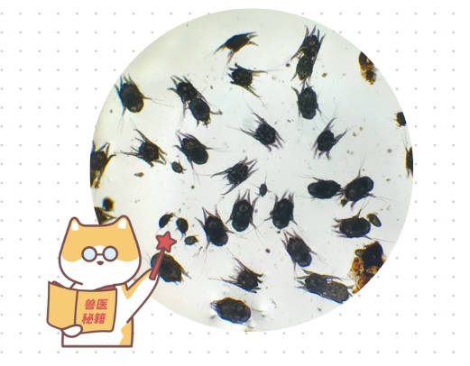 宠物耳螨用什么药比较好？