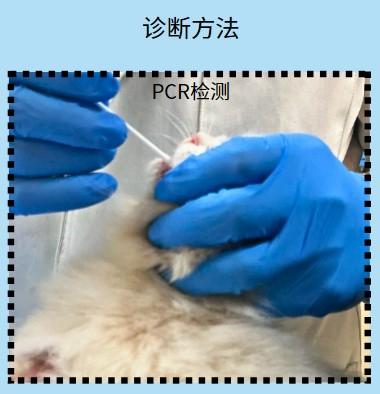 宠物医生推荐:猫鼻支最简易治疗法!