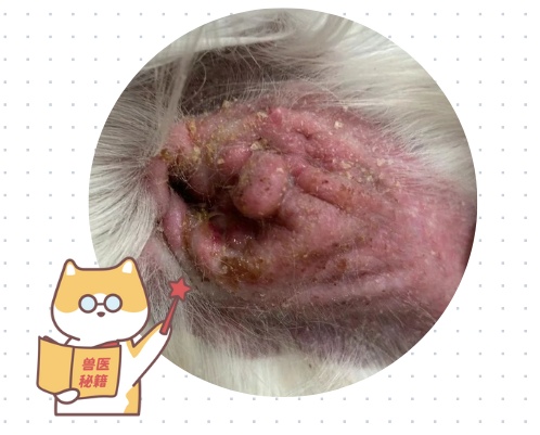 狗狗耳朵真菌感染用什么药?