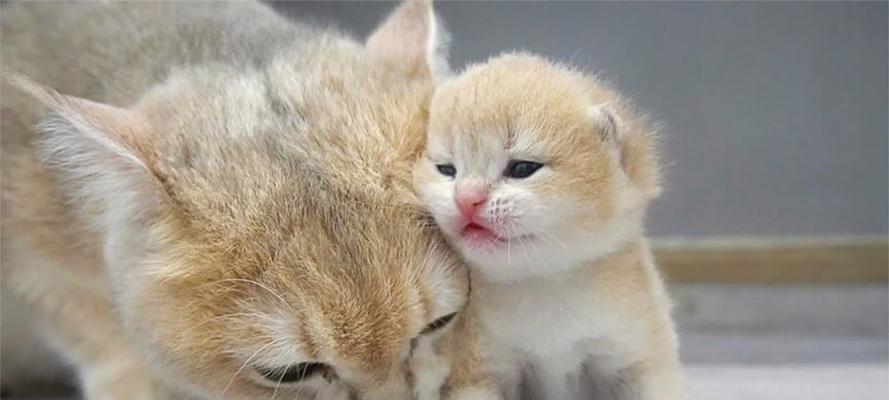 小猫睁眼的时间及相关知识（探究小猫睁眼的周期和原因）