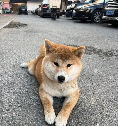 安静狗狗排行榜（对于希望享受宁静生活的人来说，这些安静的狗狗是完美的选择）