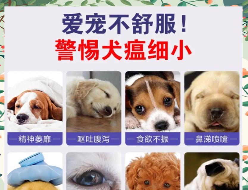 细小狗瘟的潜伏期究竟有多长？（揭秘细小狗瘟的潜伏期及关键因素）