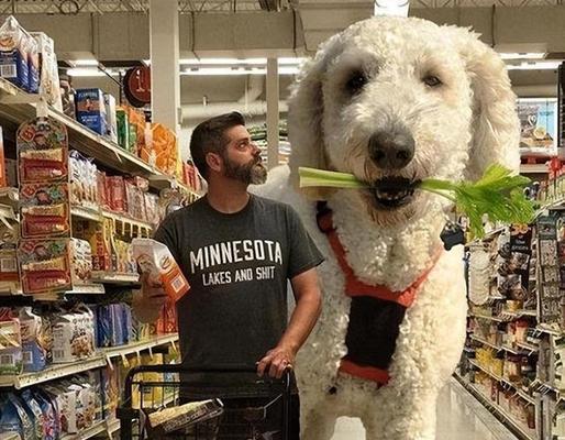 医疗犬（探索医疗犬的作用和应用领域）