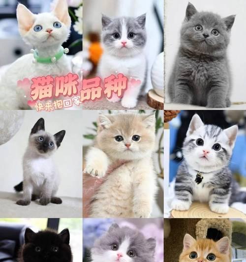 湖南正规犬舍探秘（湖南犬舍地理分布与养犬经验分享）