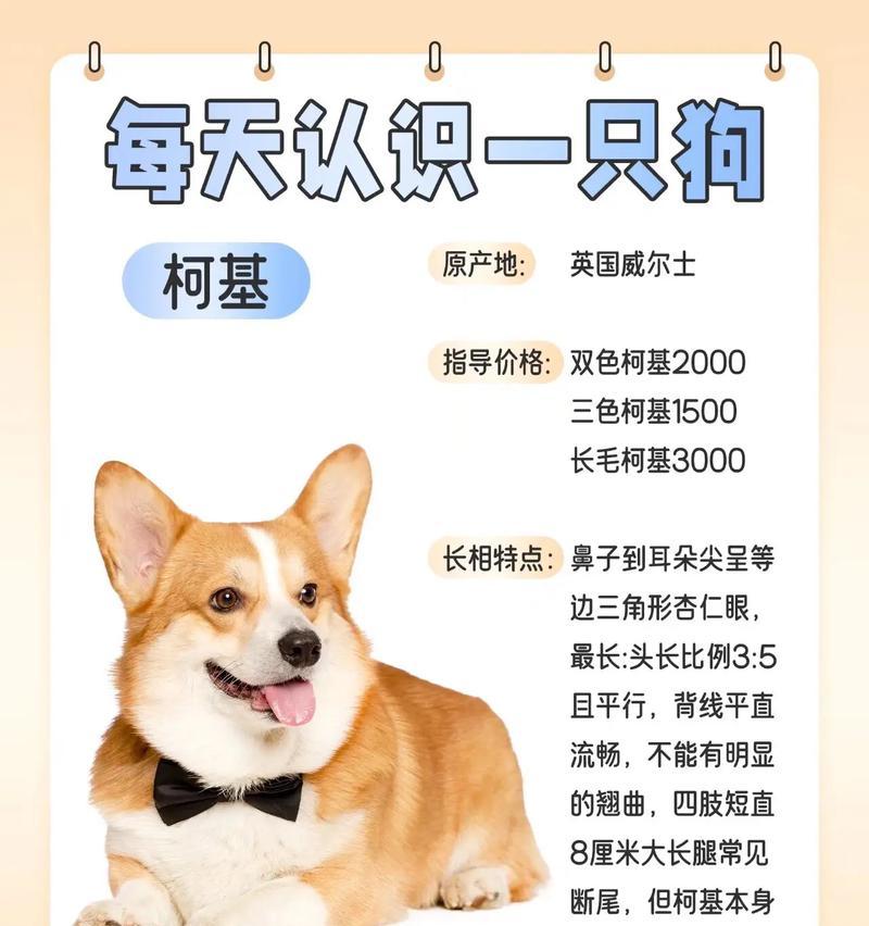 柯基的魅力（探究柯基犬的可爱与个性魅力，了解如何照顾好它们）