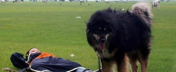 世界上价值连城的五种狗，一只能抵一套房（揭开豪华犬界的奢华面纱，它们价值惊人！）