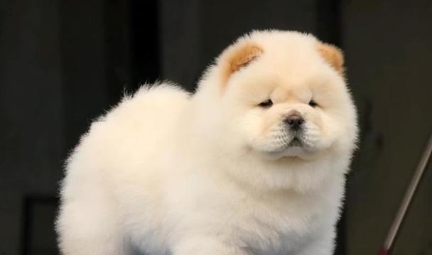 新手养松狮（以觉得松狮好养吗？新手养松狮该注意什么事项？）