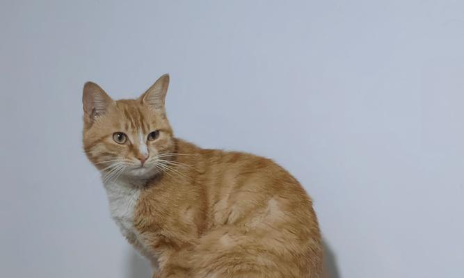 探秘黑猫咪的幸运招财与专属节日（全网封它最爱撒娇的猫咪，探索其特殊魅力与神奇能量）