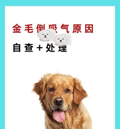 了解狗鼻肿瘤的症状及相关情况（狗鼻肿瘤的早期症状和预防措施）