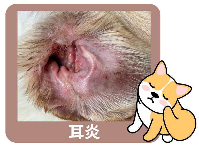 小狗耳朵发炎如何治疗？症状/步骤/用药