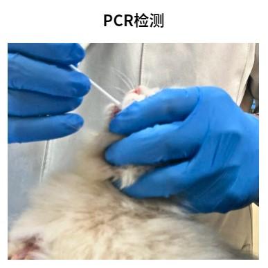 怎么确定是不是猫鼻支？