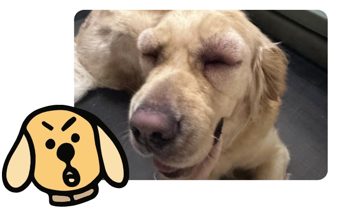 狗狗耳朵很干净但总甩头挠耳朵？可能是这些原因导致的