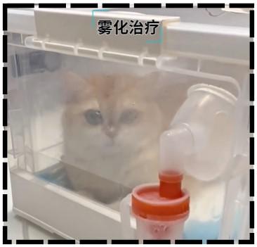 猫咪得猫鼻支鼻子堵住了怎么办?