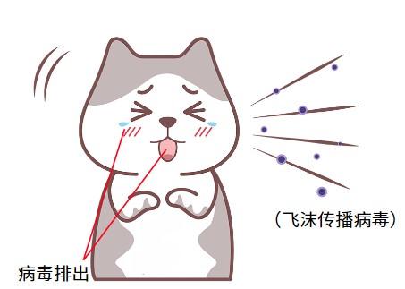 猫鼻支会传染给狗吗?