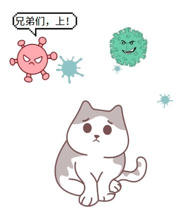 猫疱疹病毒会传染给人吗?