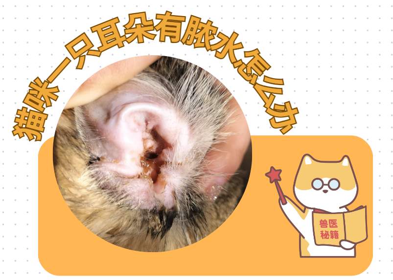 猫咪一只耳朵有脓水