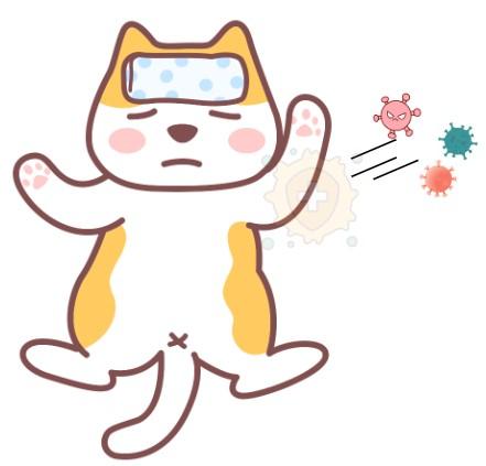 警惕!幼猫鼻支初期的五大预警信号