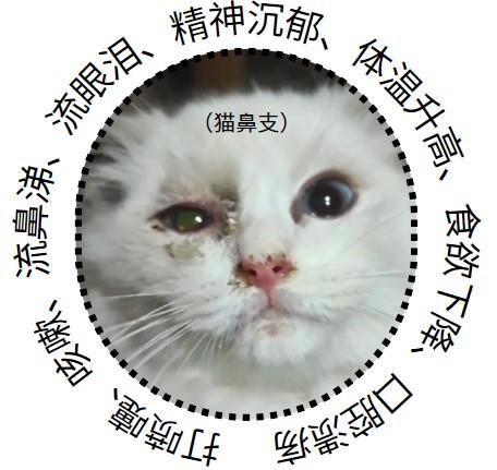 警惕!幼猫鼻支初期的五大预警信号