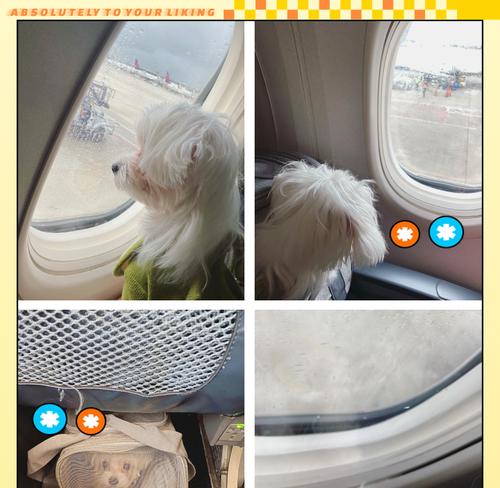 怎样将宠物狗带回家（居住在外地的人如何安全、顺利地将宠物狗带回家）