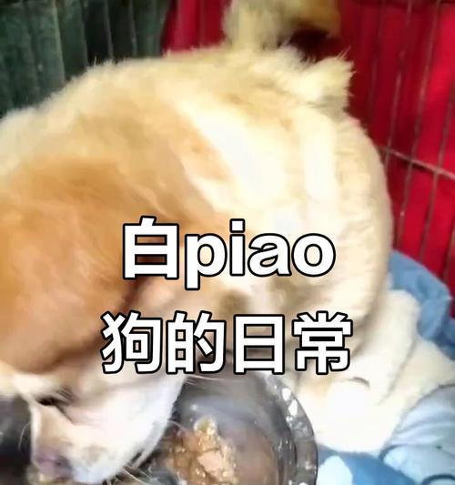 狗狗的饮食规律与健康——探讨狗狗吃饭时间的合理安排（了解狗狗的饮食需求，为其提供适当的进食时间）