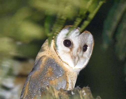 仓鸮的饲养之道（探索仓鸮的特性与养殖技巧）