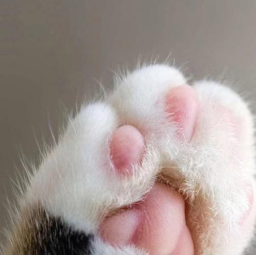 为什么猫咪不喜欢让人摸它的爪子？（探究猫咪为什么会咬人的原因，以及如何与它们建立更好的关系）