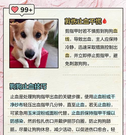 如何轻松给狗狗剪指甲？4步教你无痛完成（解决狗狗抗拒剪指甲的困扰，轻松完成剪甲任务）