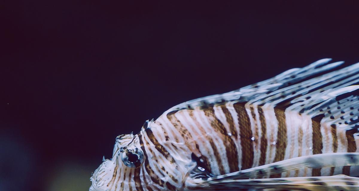 观赏鱼的寿命（揭秘几种常见观赏鱼的寿命，让你更了解你的宠物鱼）