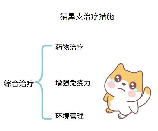 还在等猫鼻支自愈?别傻了!