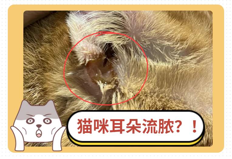 猫咪耳朵流出类似脓液的东西