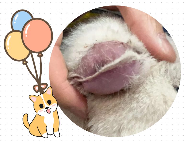 狗狗耳朵肿起来像充气一样能自愈吗？