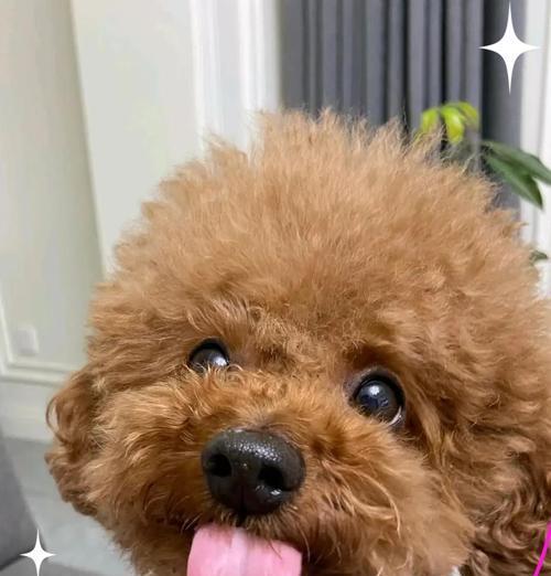 泰迪消炎药大揭秘（了解泰迪消炎药的种类和功效，保护您的爱宠健康）