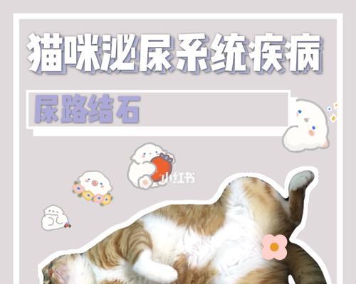 猫尿结石后多久洗澡？解读正确的洗澡时间（宠物猫健康护理之洗澡时间的重要性与注意事项）