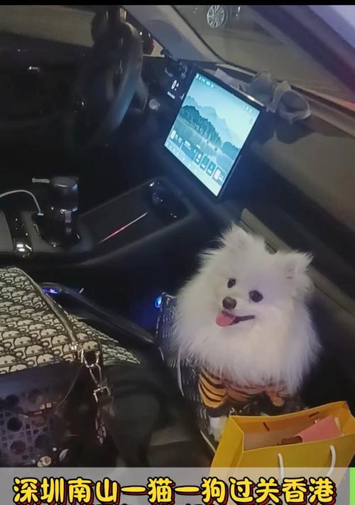 从大陆到香港的宠物隔离期限及注意事项（香港宠物隔离时间和规定、隔离期的必要性与影响）