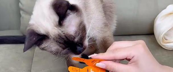 猫的驱虫周期及重要性（了解猫咪驱虫的时间和方法，保护它们的健康）