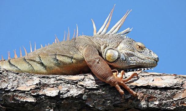 探索蜥蜴的神奇世界（解密蜥蜴种类与生活习性，呈现大自然的奇妙创造力）