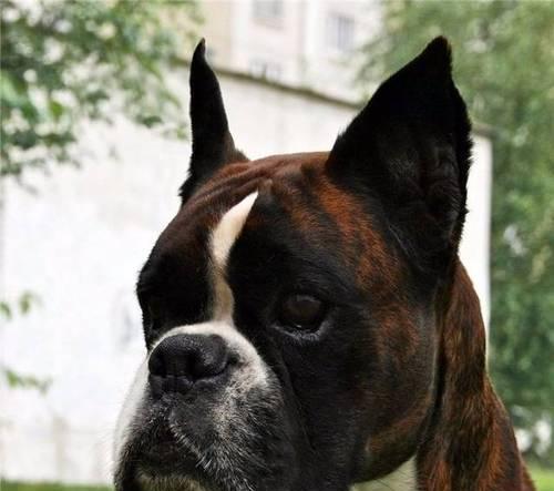 拳师犬（了解这种独特品种的魅力和日益增长的养殖趋势）