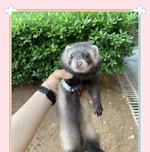 幼貂的排便频率及注意事项（了解幼貂的排便习惯，让它们健康快乐成长）